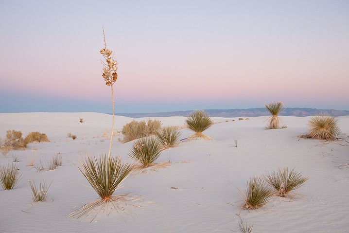 Wste, Seifen-Palmlilie Yucca elata Soaptree Yucca